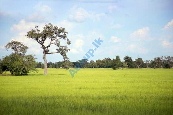 Weerawila Agricultural Land For Sale