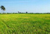 Weerawila Agricultural Land For Sale