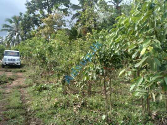 Cinnamon land for sale in Mapalagama