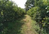 Cinnamon land for sale in Mapalagama