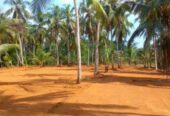 Kirindiwela land for sale